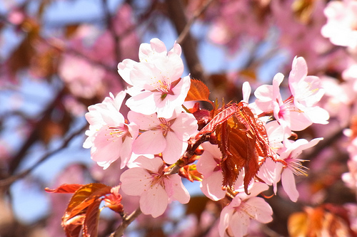 桜