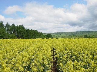 菜の花16