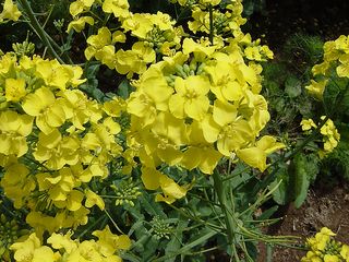 菜の花14