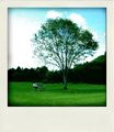 a tree and me