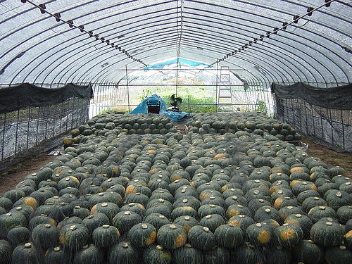 pumpkin