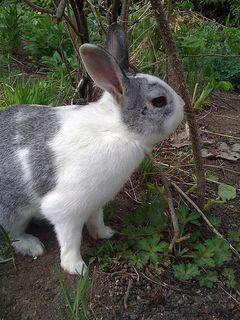 rabbit
