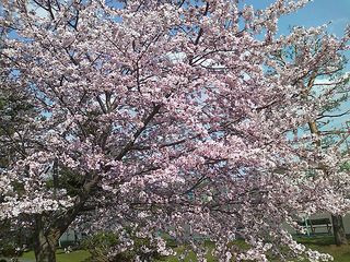 公園散歩1