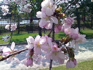 公園散歩7