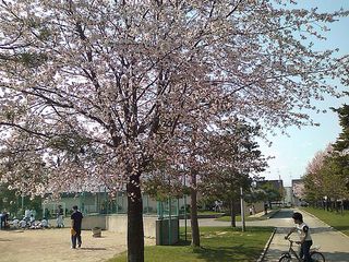 公園散歩11