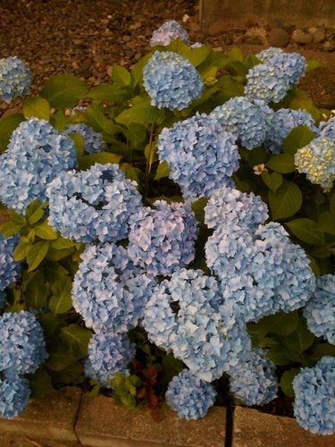 道端の紫陽花