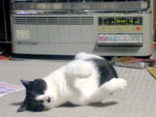 ネコ寝ころぶ