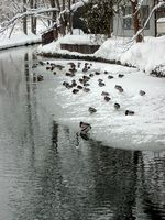 氷の上に鴨