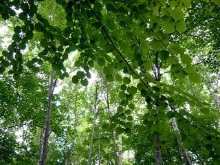 ニングルテラスの森